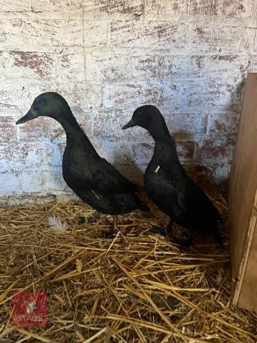 PAIR OF EAST INDIAN DUCKS - BIDS PER LIFE