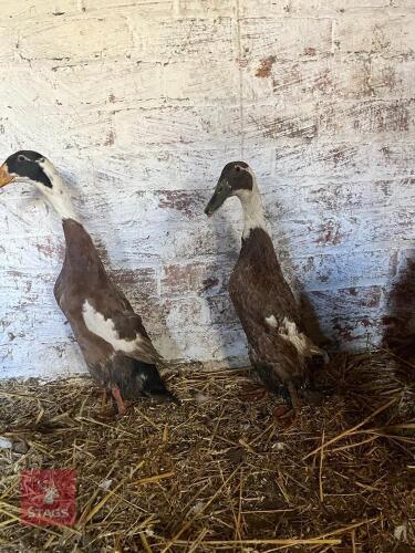 PAIR OF RUNNER DUCKS - BIDS PER LIFE