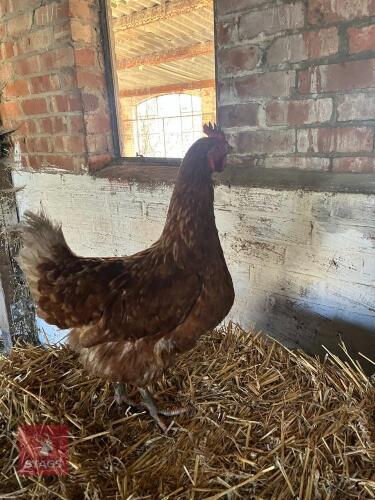 4 WARREN HENS - BIDS PER LIFE