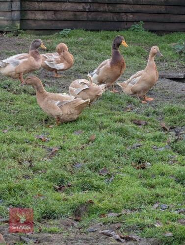 TRIO OF BUFF ORPINGTON DUCKS - BIDS PER LIFE