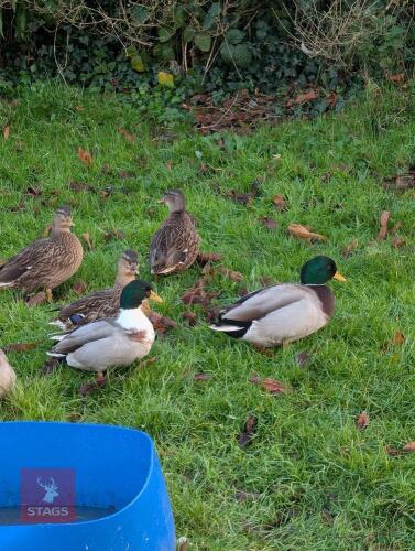 PAIR OF MALLARD CALL DUCKS - BIDS PER LIFE