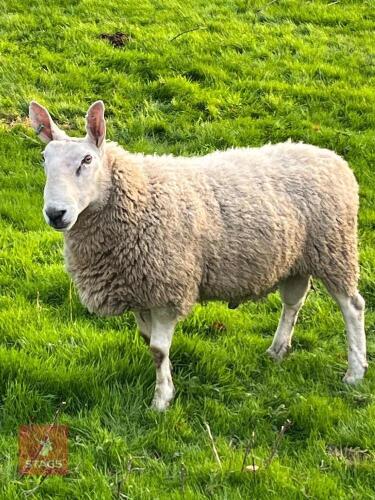 PEDIGREE BORDER LEICESTER RAM