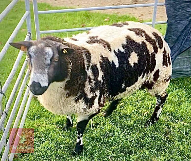 PEDIGREE DUTCH SPOTTED SHEARLING RAM