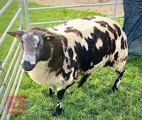 PEDIGREE DUTCH SPOTTED SHEARLING RAM