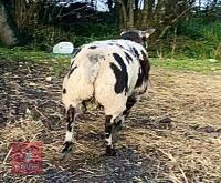 PEDIGREE DUTCH SPOTTED SHEARLING RAM - 2