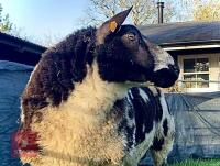 PEDIGREE DUTCH SPOTTED SHEARLING RAM - 3