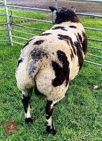 PEDIGREE DUTCH SPOTTED SHEARLING RAM - 4
