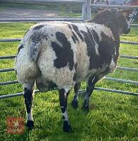 PEDIGREE DUTCH SPOTTED SHEARLING RAM - 5