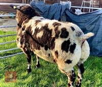 PEDIGREE DUTCH SPOTTED SHEARLING RAM - 6