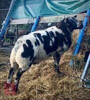 PEDIGREE DUTCH SPOTTED SHEARLING RAM - 8