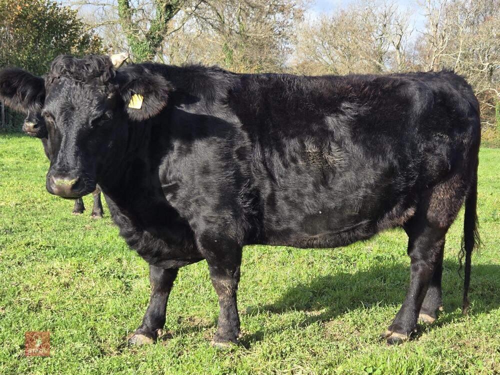 6YO PEDIGREE IN CALF DEXTER COW