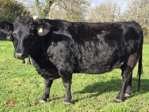 6YO PEDIGREE IN CALF DEXTER COW