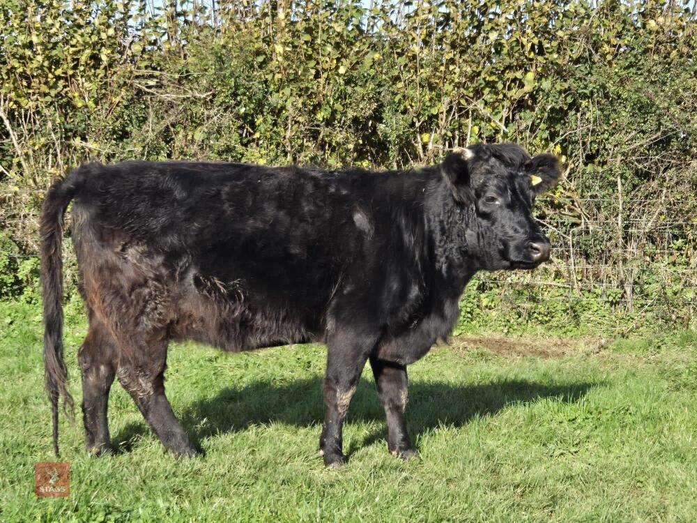 24MO PEDIGREE IN CALF DEXTER HEIFER