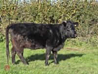 24MO PEDIGREE IN CALF DEXTER HEIFER