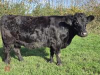 3YO PEDIGREE IN CALF DEXTER COW