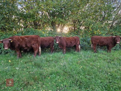6 RED RUBY DEVON STRS & HFRS - BIDS PER LIFE