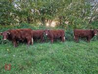 6 RED RUBY DEVON STRS & HFRS - BIDS PER LIFE