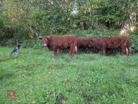 6 RED RUBY DEVON STRS & HFRS - BIDS PER LIFE - 2