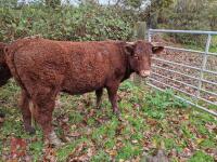 6 RED RUBY DEVON STRS & HFRS - BIDS PER LIFE - 3