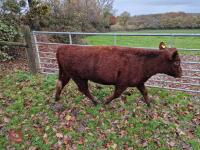 6 RED RUBY DEVON STRS & HFRS - BIDS PER LIFE - 4