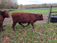6 RED RUBY DEVON STRS & HFRS - BIDS PER LIFE - 5