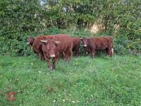 6 RED RUBY DEVON STRS & HFRS - BIDS PER LIFE - 6