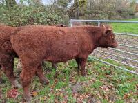 6 RED RUBY DEVON STRS & HFRS - BIDS PER LIFE - 7