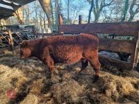 6 RED RUBY DEVON STRS & HFRS - BIDS PER LIFE - 8