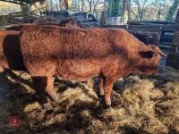 6 RED RUBY DEVON STRS & HFRS - BIDS PER LIFE - 10