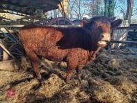 6 RED RUBY DEVON STRS & HFRS - BIDS PER LIFE - 11