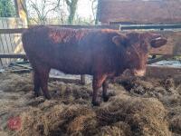 6 RED RUBY DEVON STRS & HFRS - BIDS PER LIFE - 12
