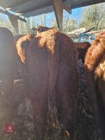 6 RED RUBY DEVON STRS & HFRS - BIDS PER LIFE - 13