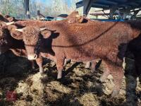 6 RED RUBY DEVON STRS & HFRS - BIDS PER LIFE - 14