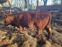 6 RED RUBY DEVON STRS & HFRS - BIDS PER LIFE - 15