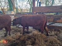 6 RED RUBY DEVON STRS & HFRS - BIDS PER LIFE - 16