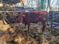 6 RED RUBY DEVON STRS & HFRS - BIDS PER LIFE - 17
