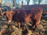 6 RED RUBY DEVON STRS & HFRS - BIDS PER LIFE - 18