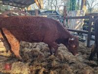 6 RED RUBY DEVON STRS & HFRS - BIDS PER LIFE - 20