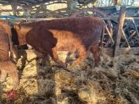 6 RED RUBY DEVON STRS & HFRS - BIDS PER LIFE - 21