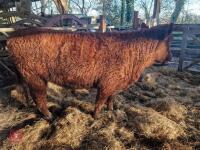 6 RED RUBY DEVON STRS & HFRS - BIDS PER LIFE - 22