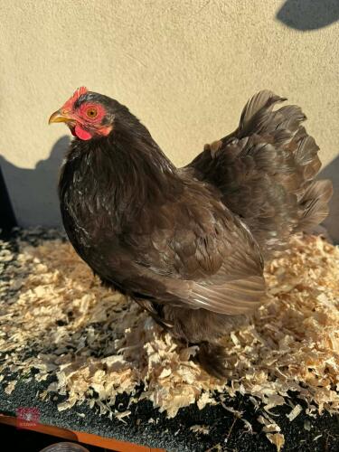 3 X CHOCOLATE POL PEKINS - BIDS PER LIFE