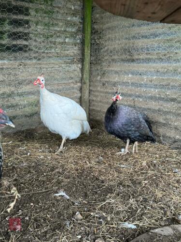 PAIR OF UNRELATED GUINEA FOWL - BIDS PER LIFE