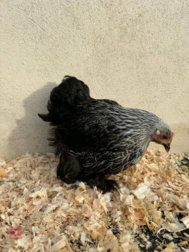 1 X 12WKS OLD SILVER BIRCH FEMALE PEKIN
