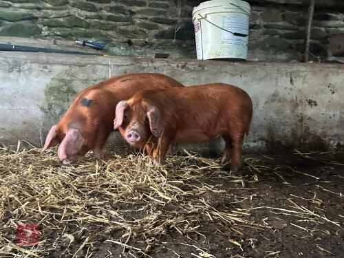 2 X PEDIGREEE GILT WEANERS - BIDS PER LIFE