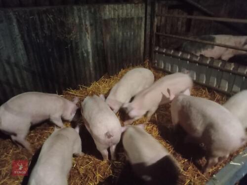 8 WELSH X PIETRAIN PIGS - BIDS PER LIFE