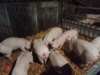 8 WELSH X PIETRAIN PIGS - BIDS PER LIFE