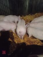 8 WELSH X PIETRAIN PIGS - BIDS PER LIFE - 2