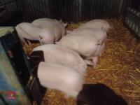 8 WELSH X PIETRAIN PIGS - BIDS PER LIFE - 3
