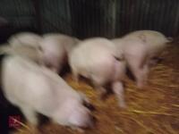 8 WELSH X PIETRAIN PIGS - BIDS PER LIFE - 4