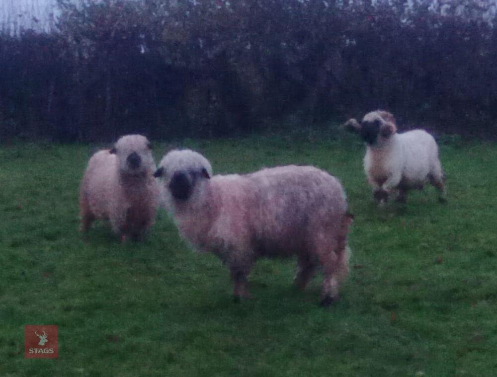 2 VALAIS BLACKNOSE EWES - BIDS PER LIFE